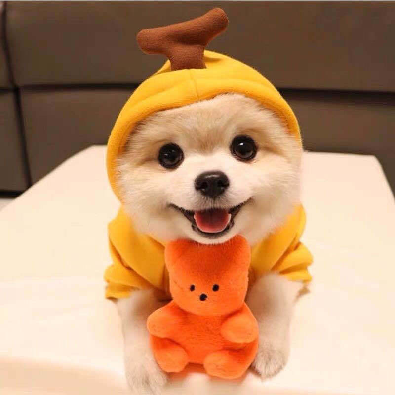 Cute Fruit Dog Hoodie - Winter Fleece
